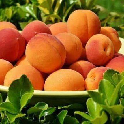 Bibit Tanaman Buah Peach Holland/Persik Holland/Prunus Persica