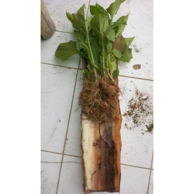 GG13 JUAL BIBIT TANAMAN YACON INSULIN ASLI PERU BIBIT BUAH fres ATV