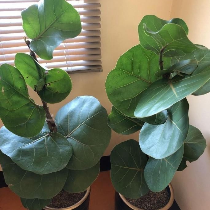 Bibit tanaman pohon pesisir berbuah anggur laut/seagrape/baygrape (Cocoloba uvifera)