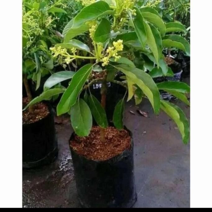 Bibit tanaman Buah Alpukat Miki sudah berbunga
