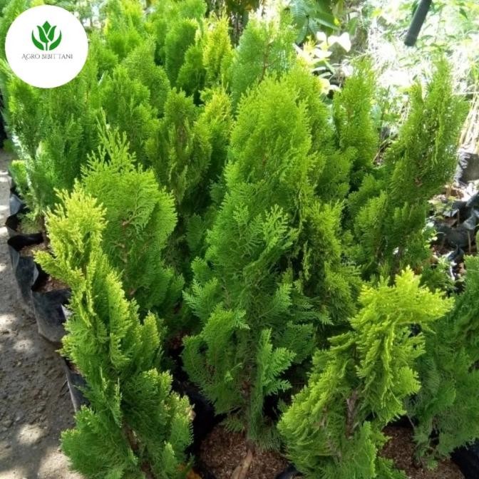 Pohon Cemara Kipas Tinggi 80 Cm - Bibit Tanaman Hias Cemara Kipas