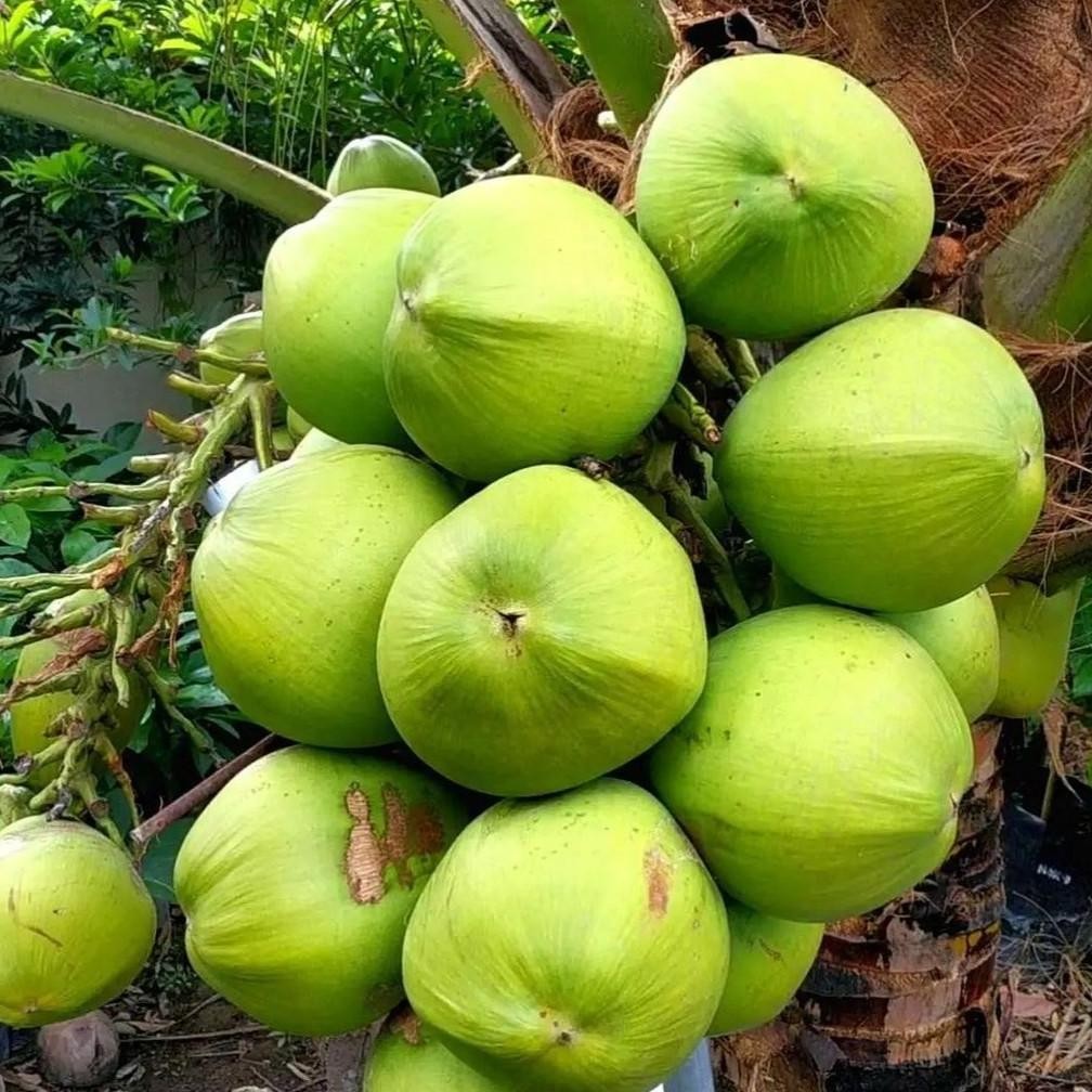 BIBIT KELAPA PANDAN WANGI IMPORT THAILAND