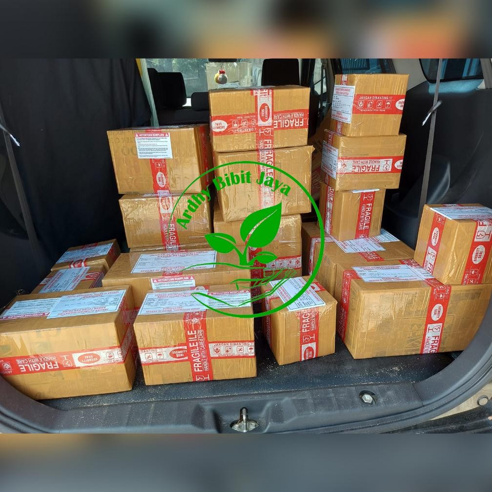 PPKS DxP 239 UNGGUL DAPAT SERTIFIKAT