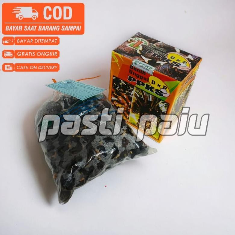 Bibit benih kecambah sawit unggul PPKS 239 unggul berkualitas