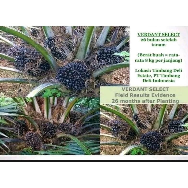 Benih Bibit Polong Sawit Unggul VERDANT SELECT pelepah Pendek
