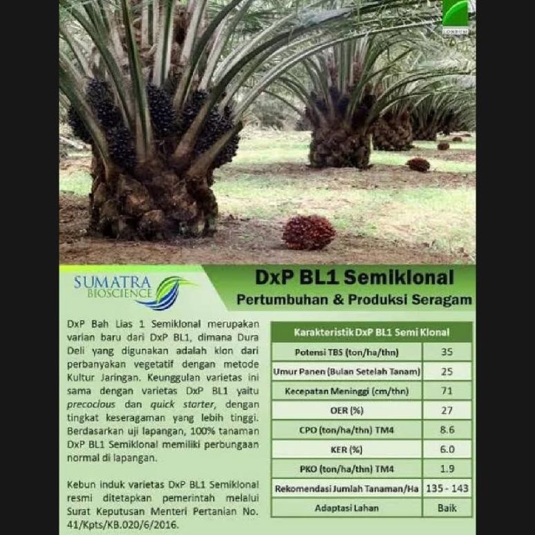Benih bibit sawit LONSUM unggul original bersertifikat asli