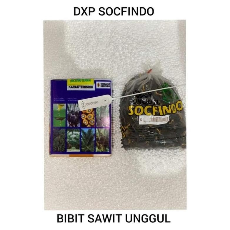 Bibit Benih Kecambah Sawit DXP SOCFINDO (250 butir)
