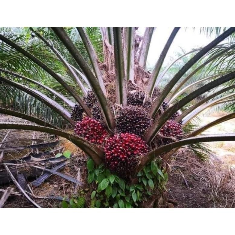 Bibit Benih Kecambah Kelapa Sawit Ppks YANGAMBI (250 Butir)