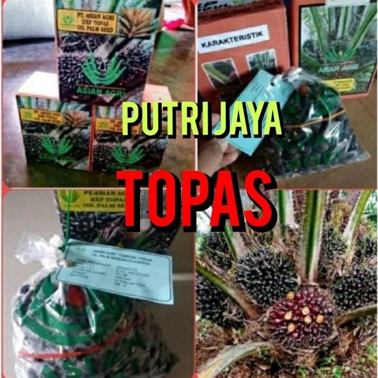 bibit kecambah sawit topas