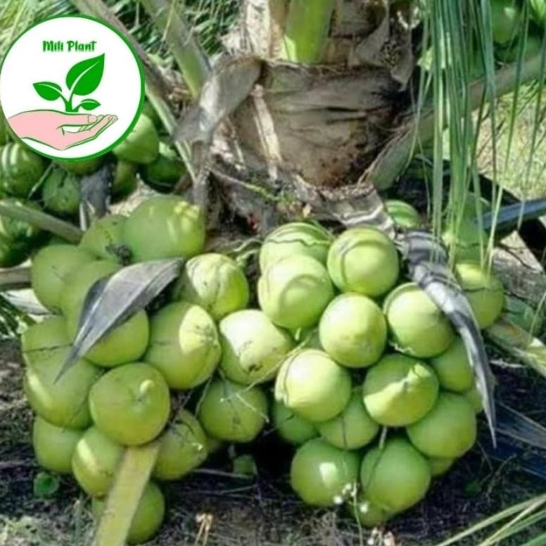 bibit kelapa genjah entok pohon pendek