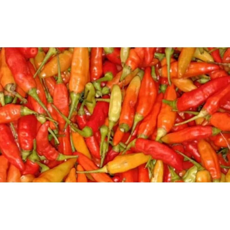 

cabe rawit merah fresh 1kg kebun sendiri