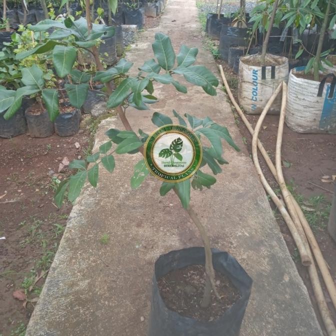 Bibit Pohon Kelengkeng Matalada / Tanaman Buah Lengkeng Matalada Super BARANG SUPER