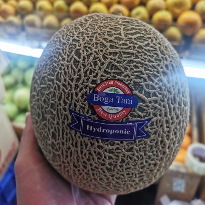 

Grosir Melon Orange Bogatani Hydroponic Organic