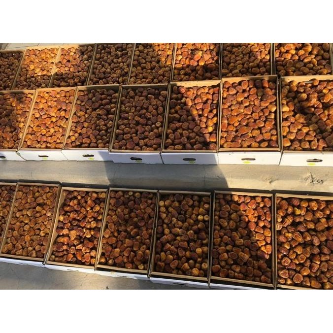 

Grosir Kurma Sukari Al Qassim 3 Kg - Sukkari Dates Hc Nr