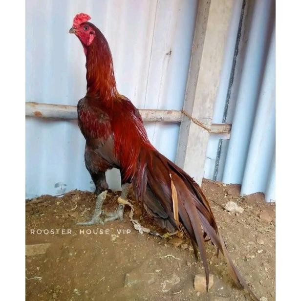 

TELUR AYAM PAKHOY JUMBO VERTIL SIAP DI TETASKAN JAMINAN SUPER OIGINAL BERGARANSI ASLI