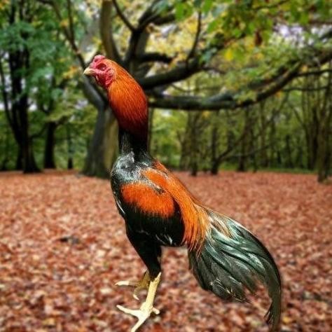 

TELUR AYAM PAKHOY ORI THAILAND VERTIL SIAP DI TETASKAN JAMINAN SUUPER OIGINAL BERGARANSI