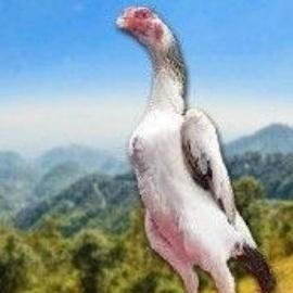 

TELUR TETAS AYAM SHAMO ADUAN VERTIL SUPER GARANSI