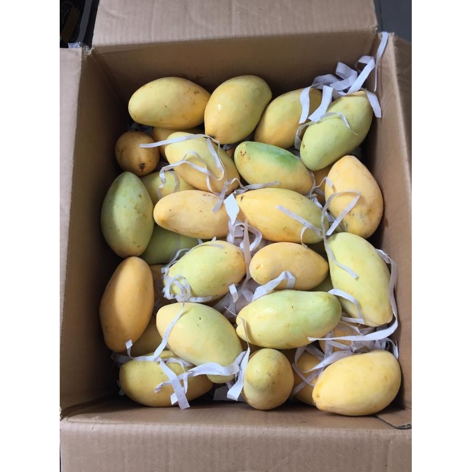 

Sale Mangga Honey Thailand 1 Dus (9 Kg) Fresh Import