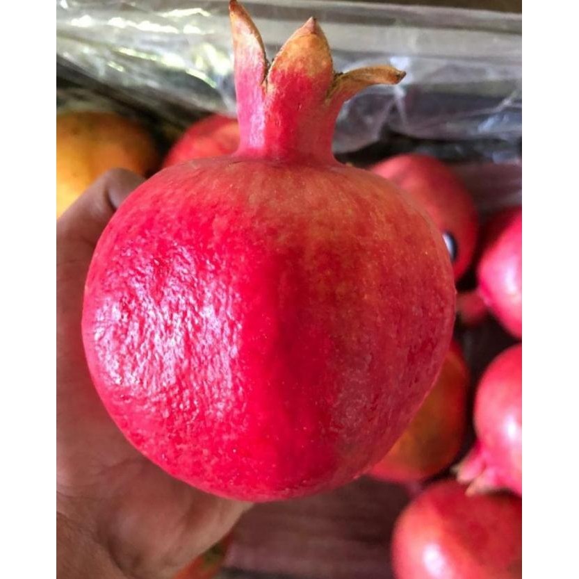 

Murah Delima Mesir (4 Kg) Fresh Import