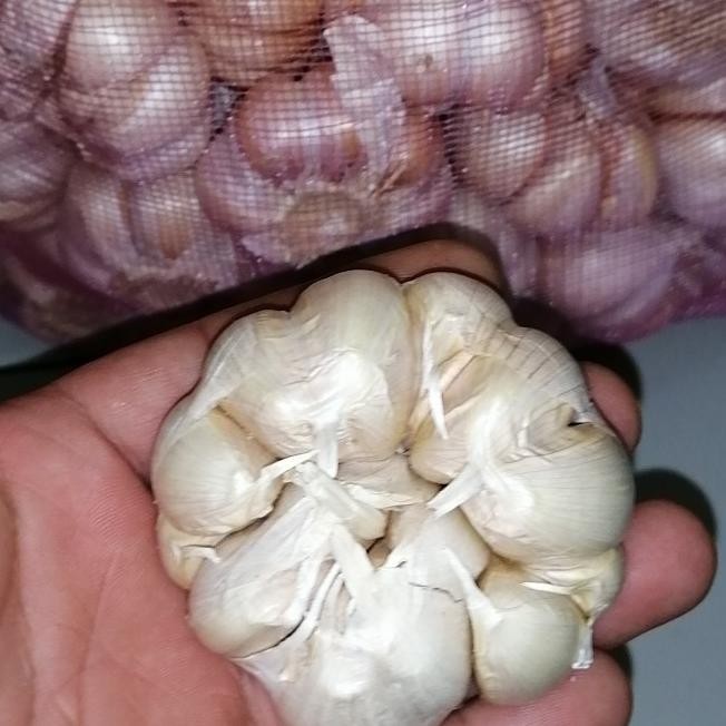 

Promo Promo!!! Bawang Putih Honan 1 Kg