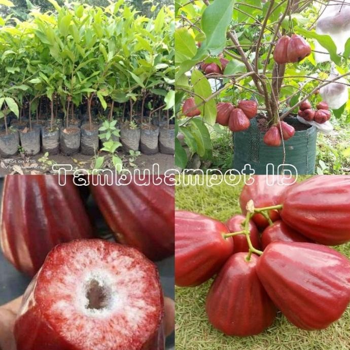 Bibit Jambu Air Dalhari Merah - Jambu Air Merah MMMM