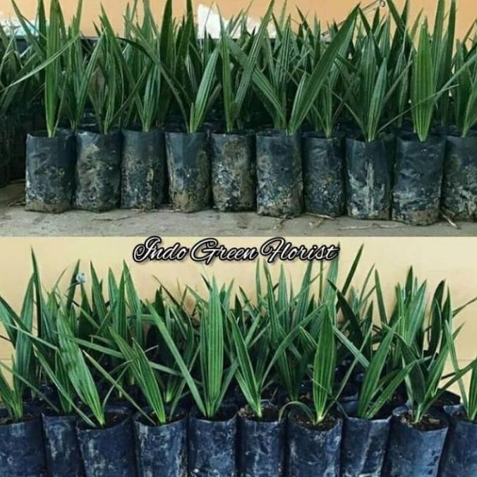 Terlaris Bibit Kurma KL1 & H1 Thailand/ tanaman buah kurma Tropis