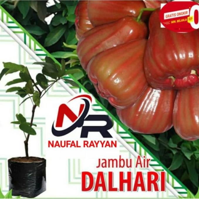 Bibit jambu air dalhari okulasi jambu air madu jambu air manis