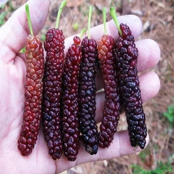 Terlaris Bibit Tanaman Buah Long Murbei-Bibit Murbei Panjang UNGGULAN