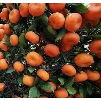 BIBIT JERUK SANTANG MADU ASLI BERBUAH KUNING HASIL CANGKOK BENIH BUAH