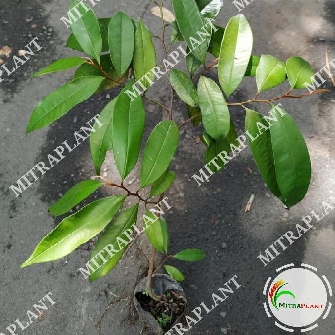 Terlaris Bibit Pohon Sawo Duren Tanaman Buah Sawo Duren Pohon Sawo Ijo