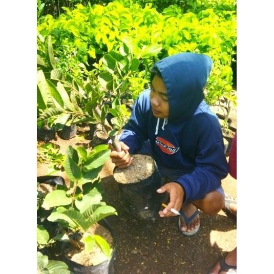 bibit pohon jambu kristal non biji cangkok SUPER NNNN