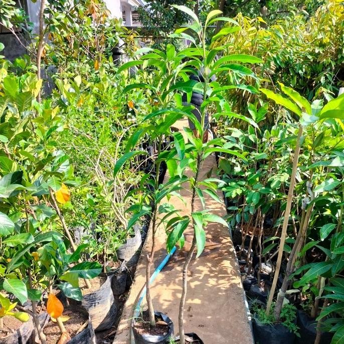 Terlaris Bibit Tanaman Buah Mangga Manalagi Probolinggo Tinggi 1 Meter