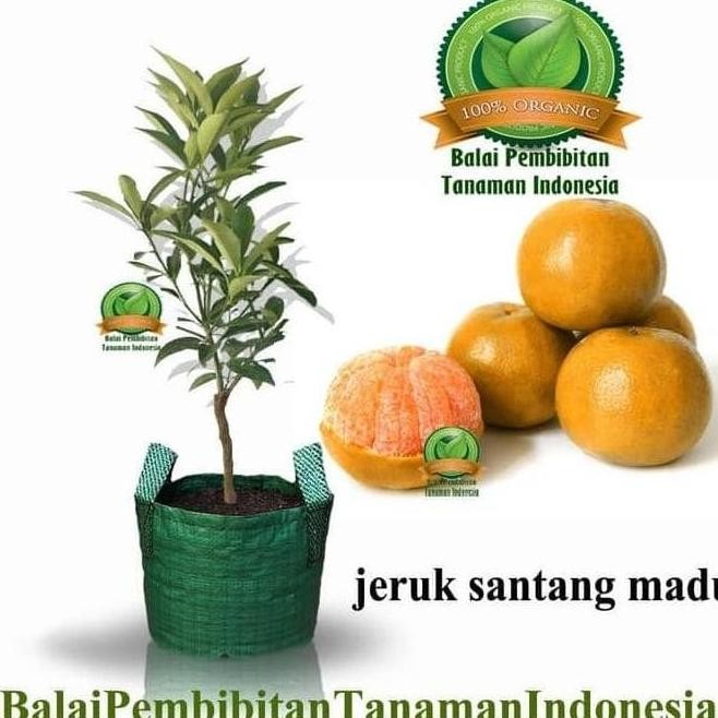 BIBIT JERUK SANTANG MADU ASLI BERBUAH MANIS HASIL CANGKOK MELAYANI COD