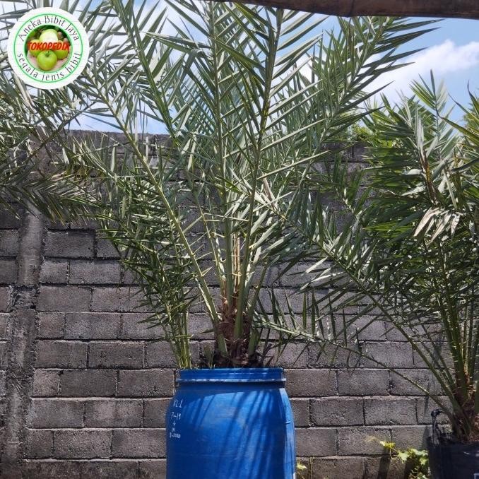 bibit pohon kurma aj besar 2-3 meter siap berbuah TOPz