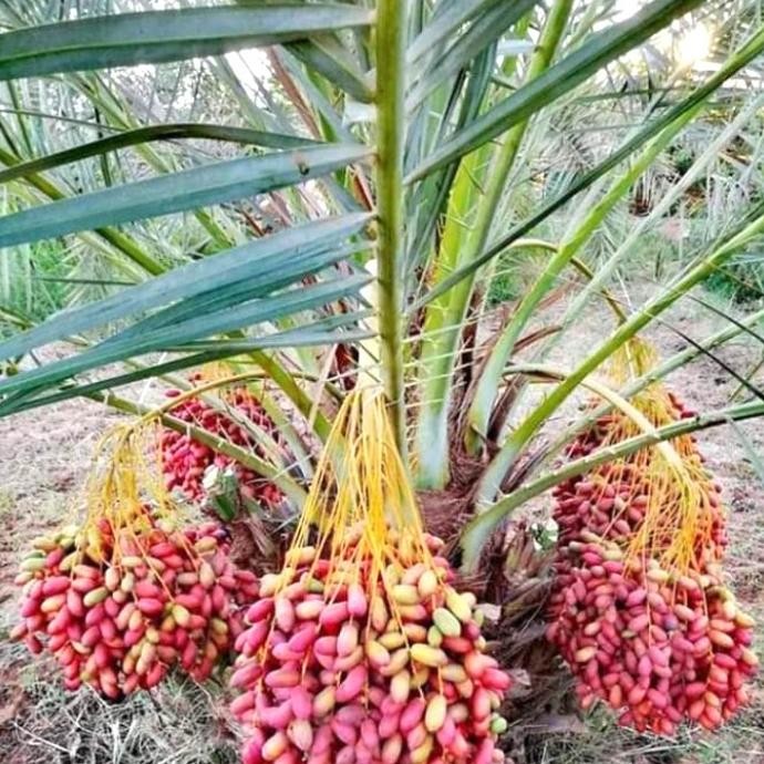 Bibit pohon Buah kurma Tropis BARHEE TOPz