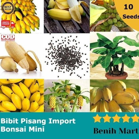 VIRAALL Benih Biji Pisang Bonsai Mini Bibit Buah Import AZZ
