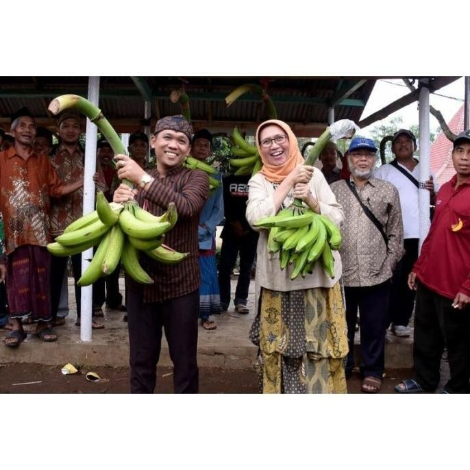 bWJ Bibit pisang tanduk agung lumajang polybag PTU15 PREMIUM