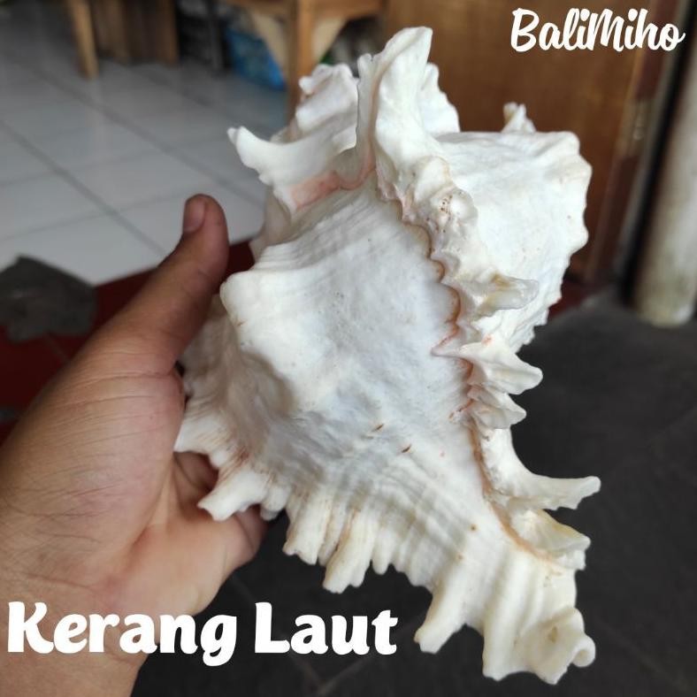 Living Cangkang Kerang Hias/Kerang Laut Hias/Hiasan Kerang/Seashell/Seashells/Kerajinan Kerang - Bal