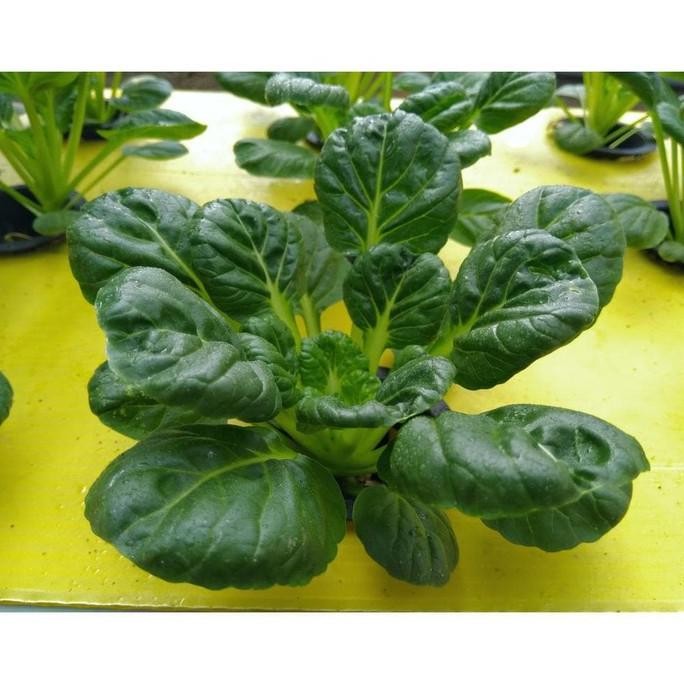 PAKET HIDROPONIK 18 LUBANG 2 BAK | SET HIDROPONIK | HIDROPONIK PEMULA | KIT HIDROPONIK | HIDROPONIK