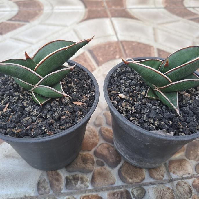 Sansevieria 2 Rorida