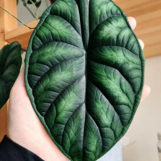 Tanaman hias Alocasia dragon scale - alocasia dragon