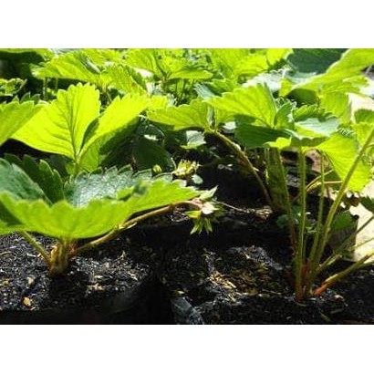 Paket 5 bibit strawberry california /pohon strawberry california
