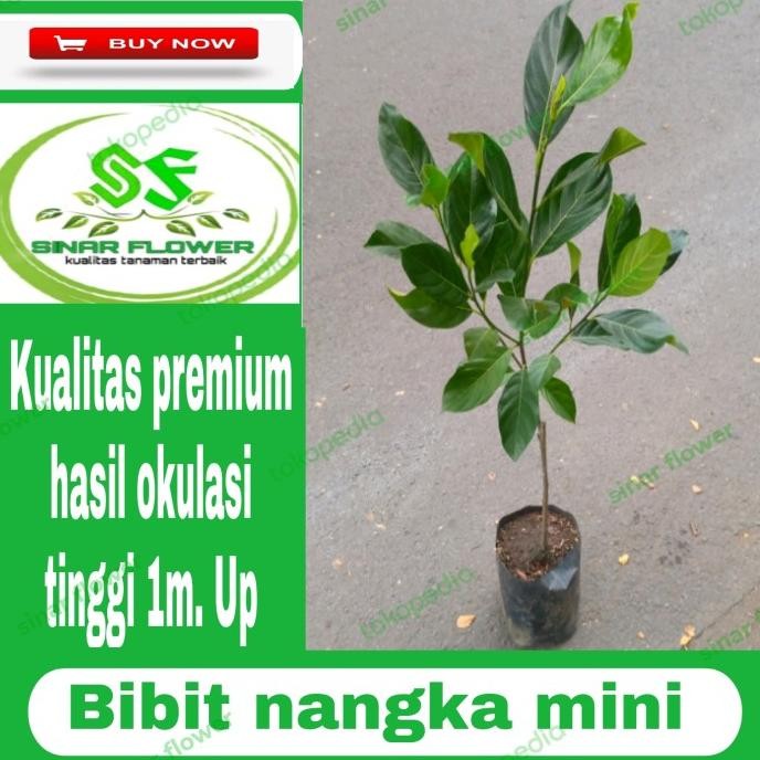 bibit nangka mini madu/bibit buah/pohon buah nangka