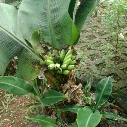 Bibit Pisang Mini Brazil / Pisang Mini Kerdil / Pisang Langka PBT22 AZZ
