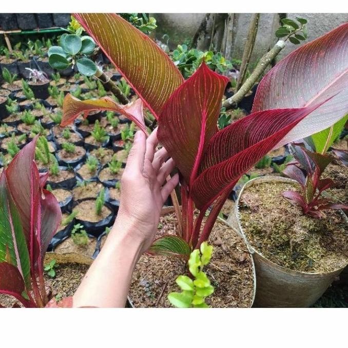 Bibit pisang merah pisang bugis tanaman AT15 AZZ