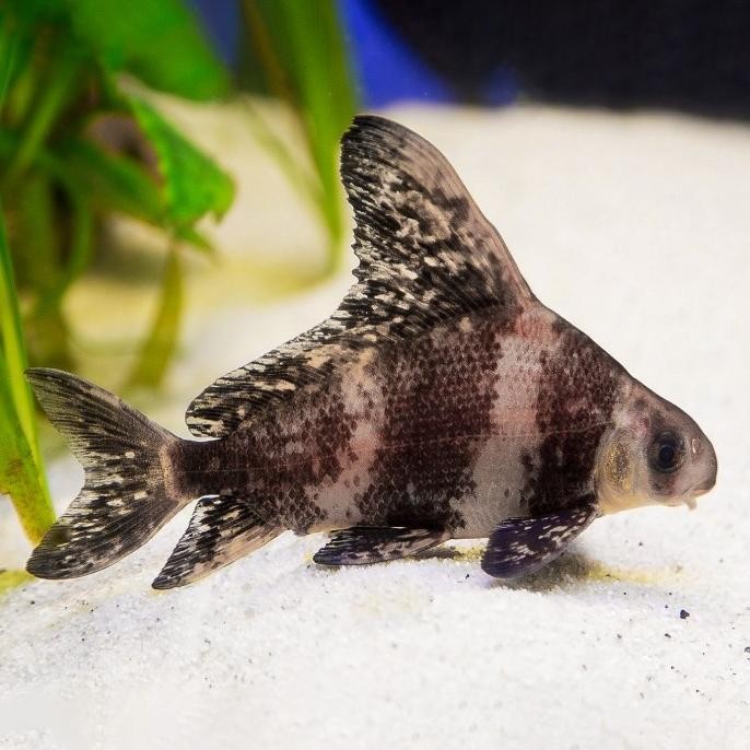 Chinese High Fin / Chf