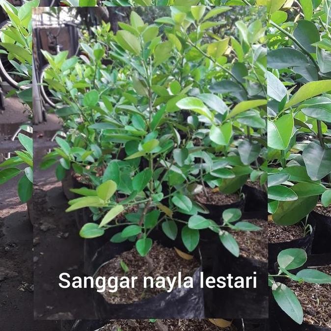 

Jual jeruk nipis kampung/nipis kampung/pohon buah murah