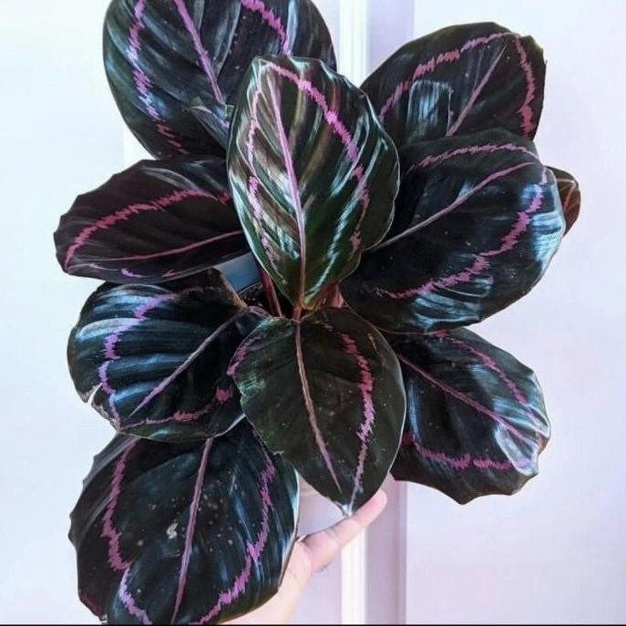 calathea black lipstick