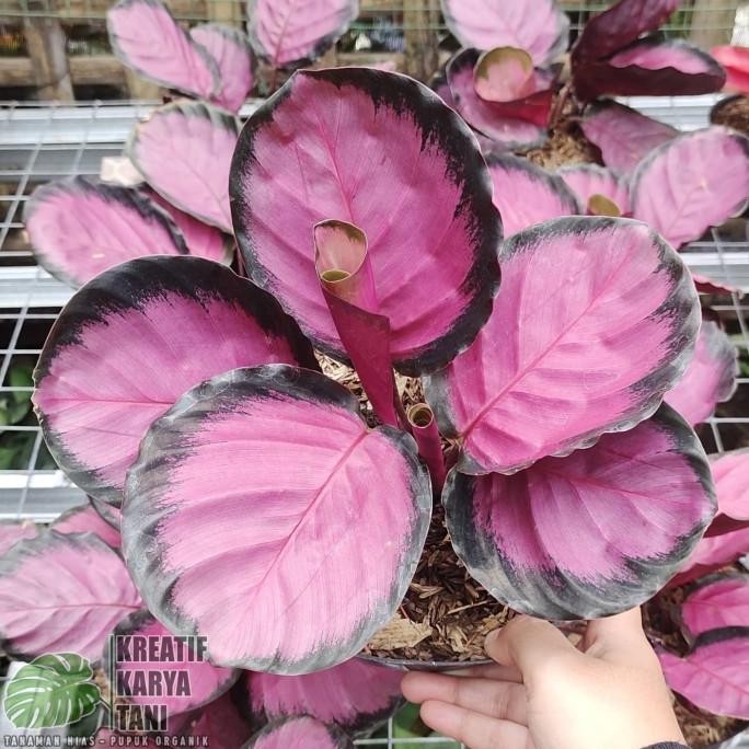 Tanaman hias calathea crimson - Calatea crimson Roseopicta