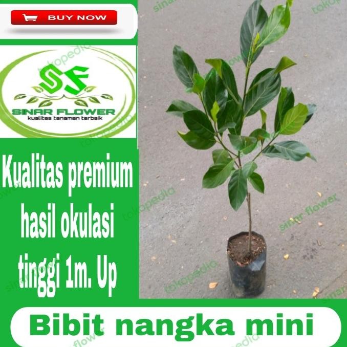 bibit nangka mini madu/bibit buah/pohon buah nangka